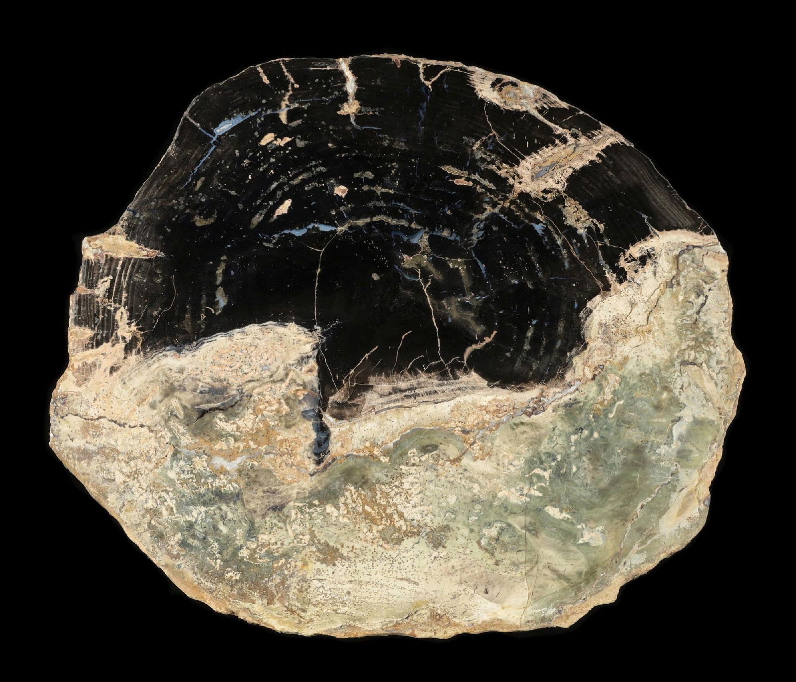 PETRIFIED WOOD SLAB (1 of 4)