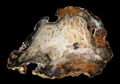 MULTICOLORED PETRIFIED WOOD SLICE