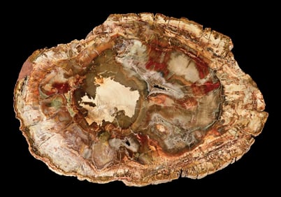 MULTI COLORED PETRIFIED WOOD SLAB