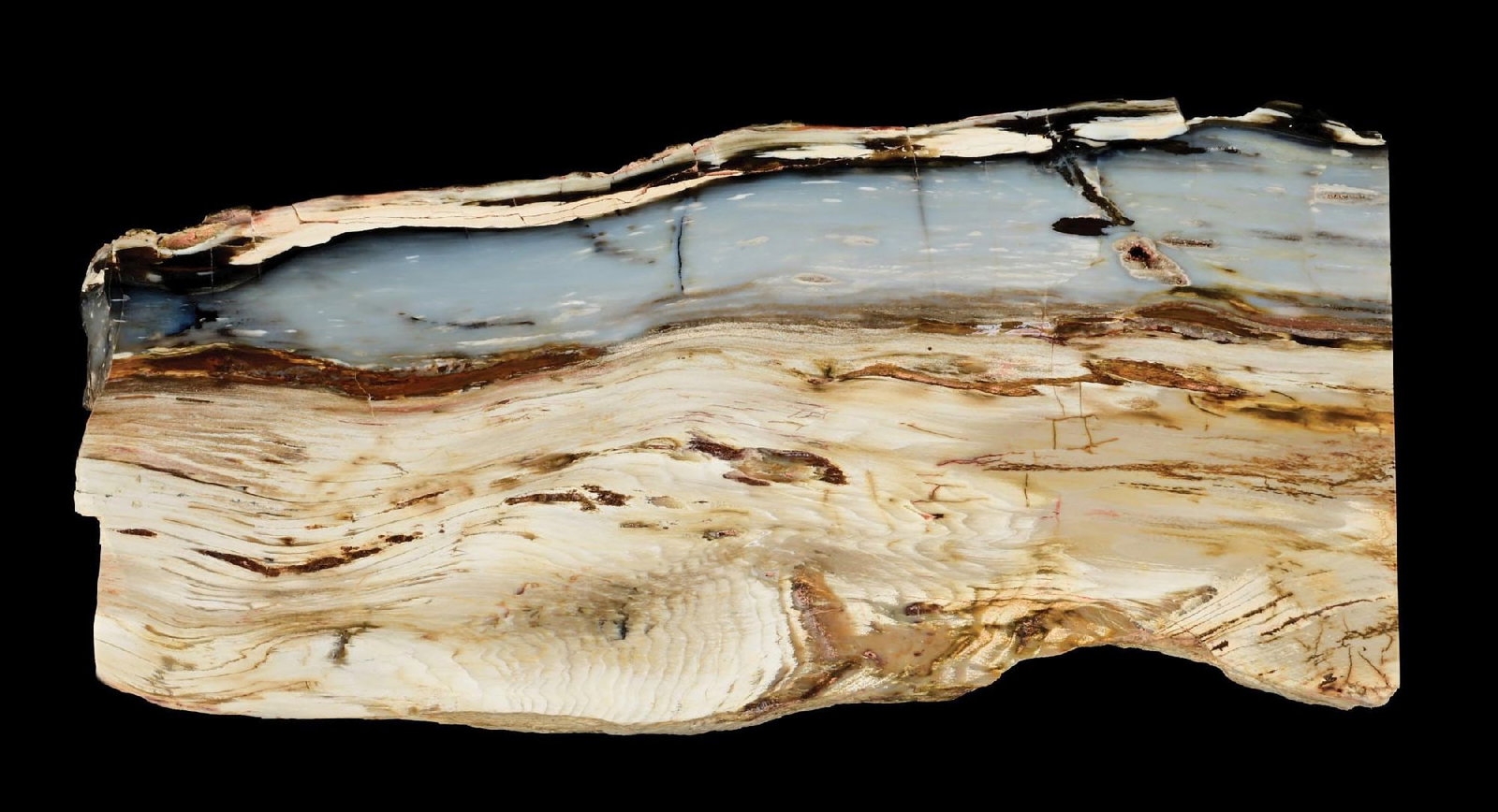 PETRIFIED WOOD SLAB WITH BLUE: Incredible standing piece. Condition: (Excellent). Dimensions: 14" x 6 - 1/2"