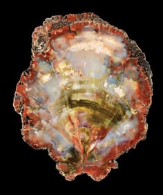 MULTICOLORED PETRIFIED WOOD SLICE