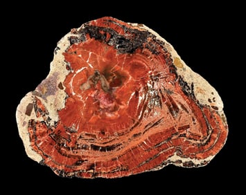 RED/ORANGE PETRIFIED WOOD SLAB