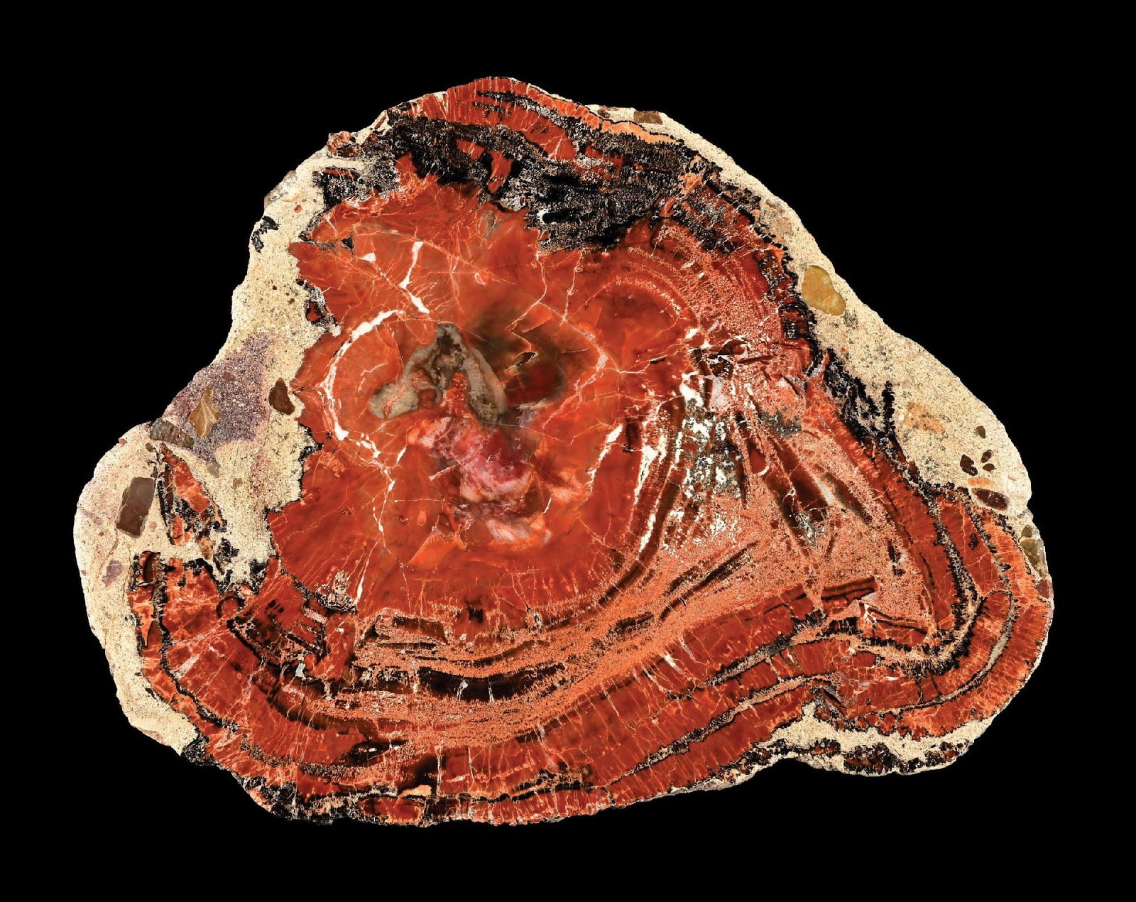 RED/ORANGE PETRIFIED WOOD SLAB: Fantastic details and colors. Condition: (Excellent). Dimensions: 12" x 13"