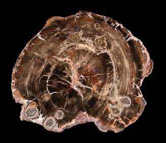 BROWN/BLACK PETRIFIED WOOD SLICE