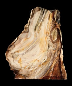PETFRIFIED WOOD SLAB
