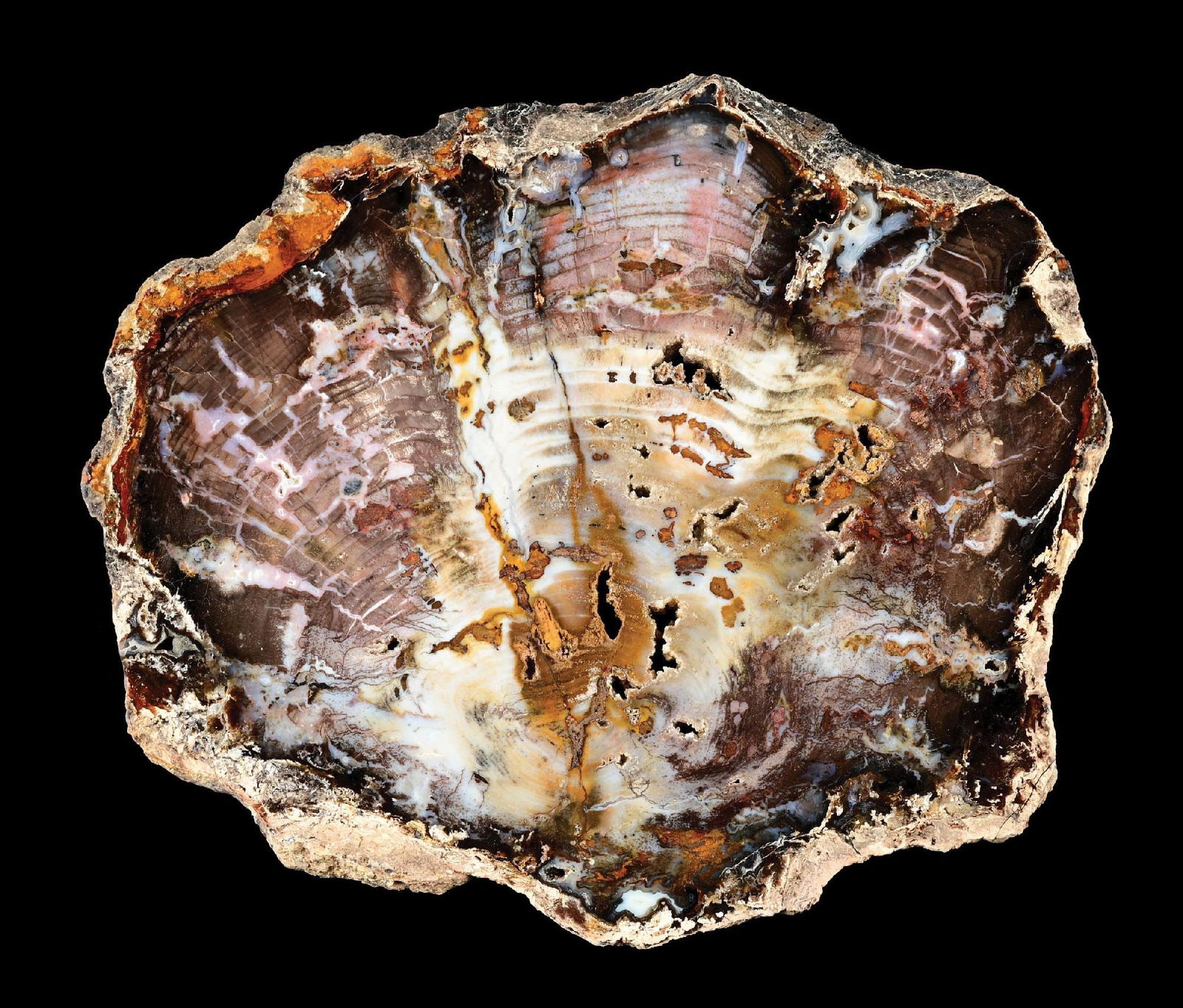 DARK PURPLE PETRIFIED WOOD SLICE (1 of 4)