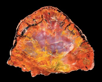 ORANGE PETRIFIED WOOD SLAB