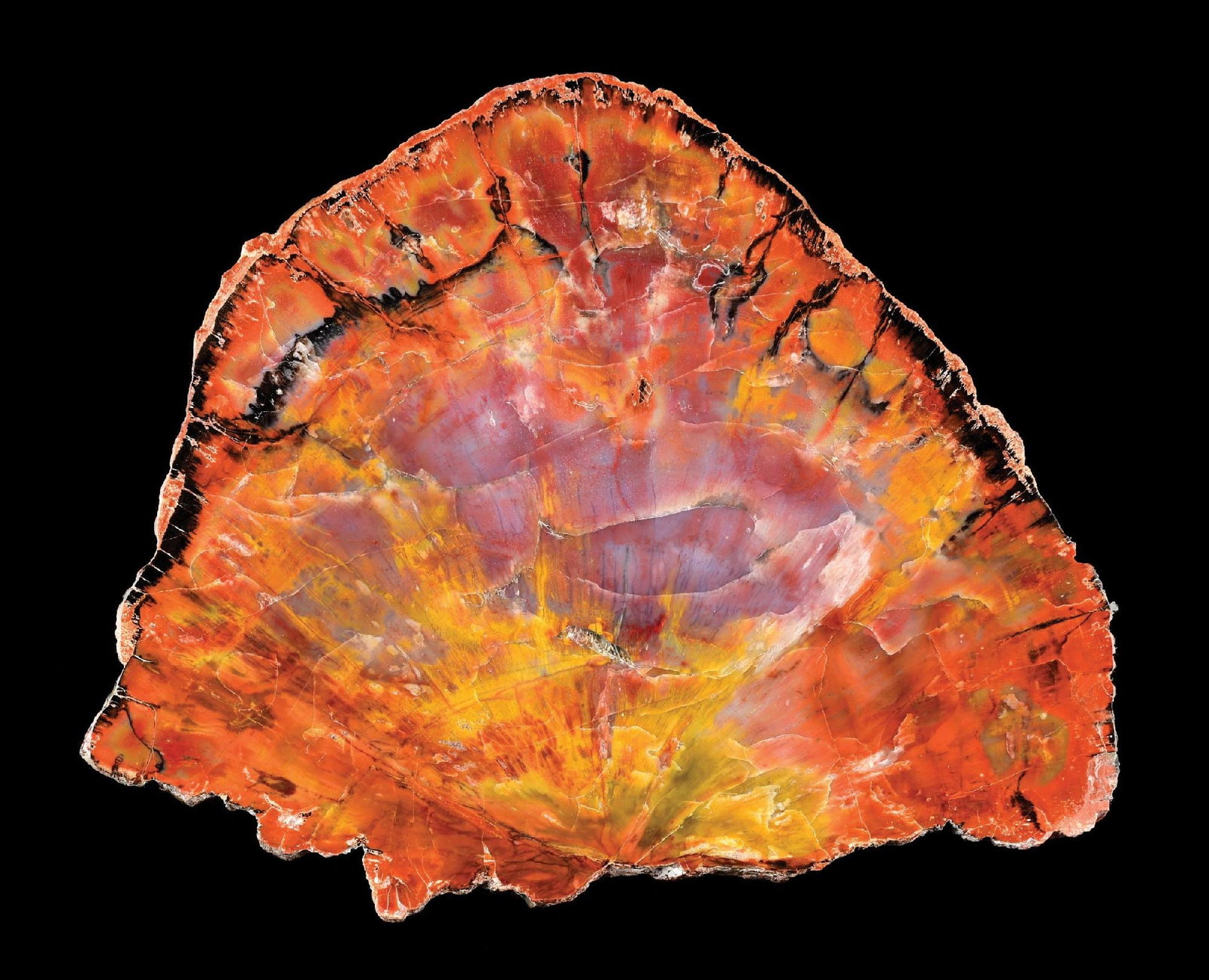 ORANGE PETRIFIED WOOD SLAB: Vibrant colors. Condition: (Excellent). Dimensions: 10" x 8 - 1/2"
