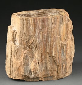 PETRIFIED WOODEN STUMP