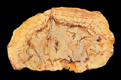 PETRIFIED WOOD SLICE