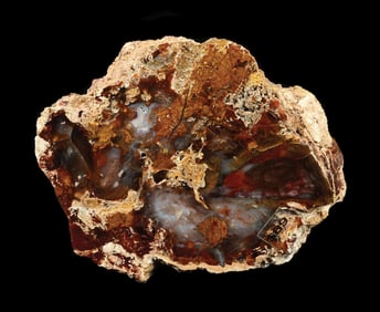 PETRIFIED WOOD LIMB