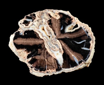 SMALL BLACK PETRIFIED WOOD PIECE
