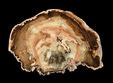 SMALL BROWN PETRIFIED WOOD SLAB