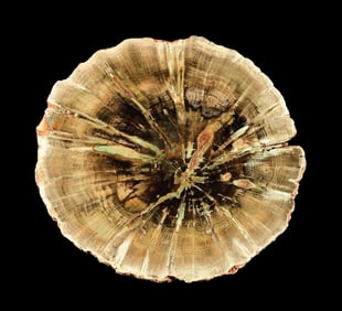 SMALL GREEN PETRIFIED WOOD SLAB