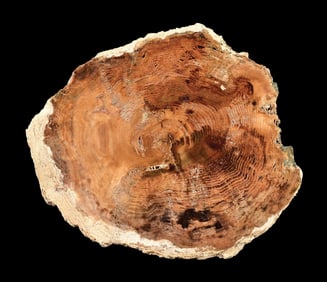 TAN PETRIFIED WOOD SLAB