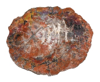 MEDIUM PIECE OF PETRIFIED WOOD