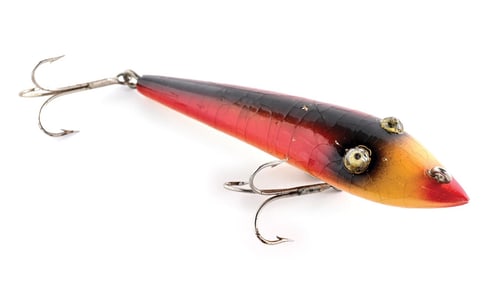 MOONLIGHT PIKAROON WHITE BELLY RED BACK