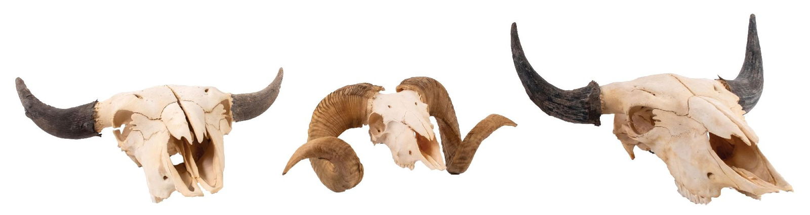 COLLECTION OF 3 BULL AND RAM SKULLS WITH HORNS (1 of 5)