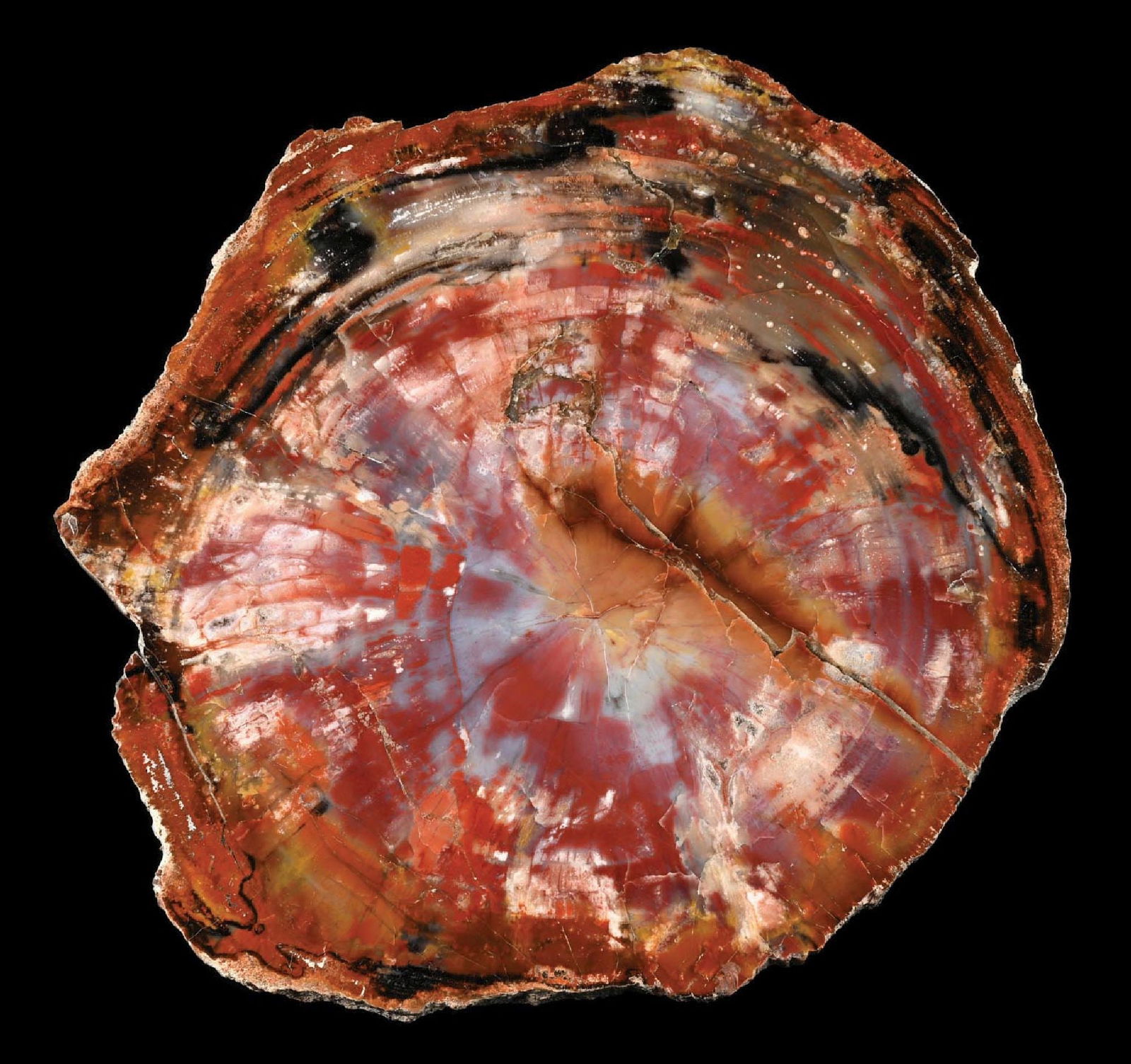 ARIZONA PETRIFIED WOOD SLAB (1 of 4)