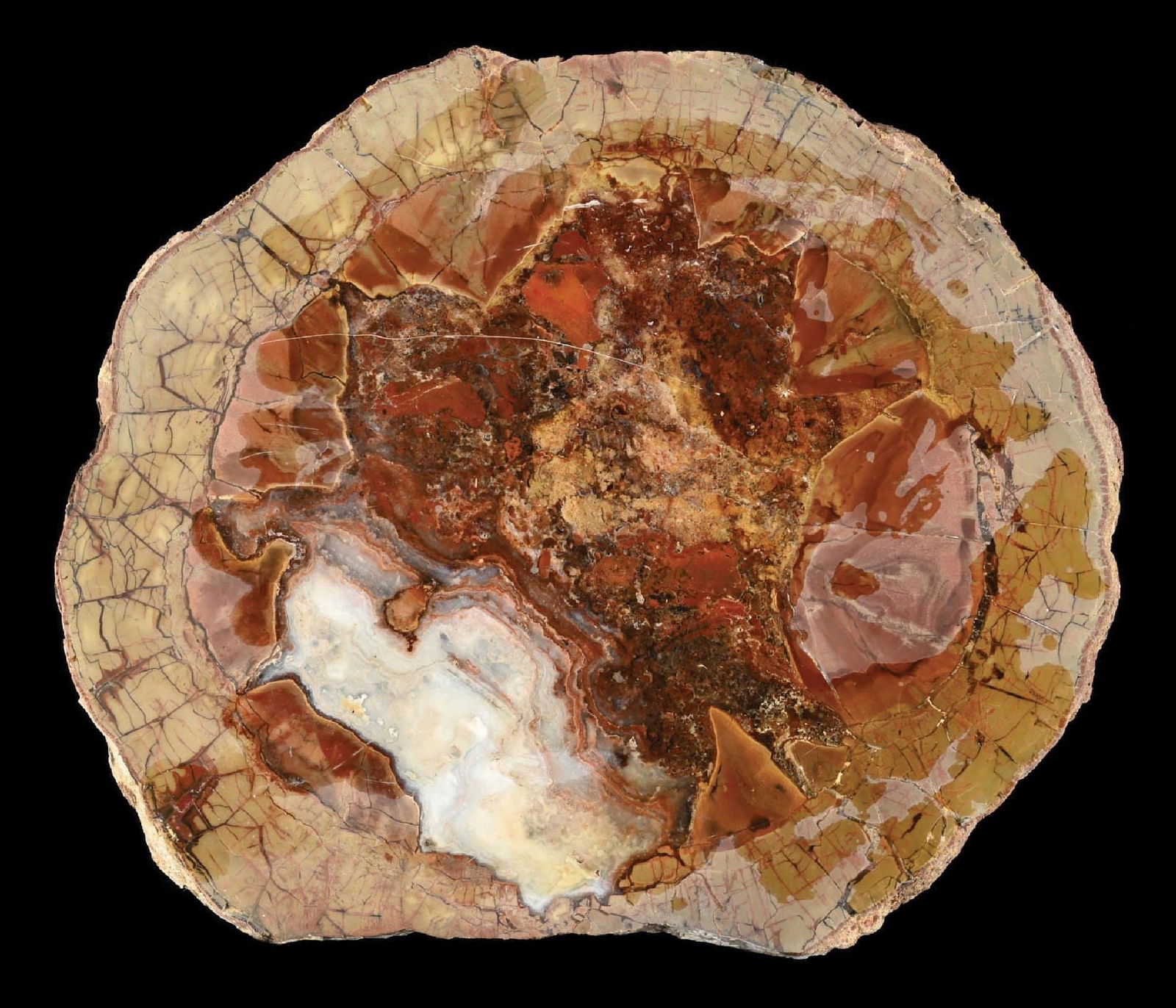 PETRIFIED WOOD SLAB (1 of 4)