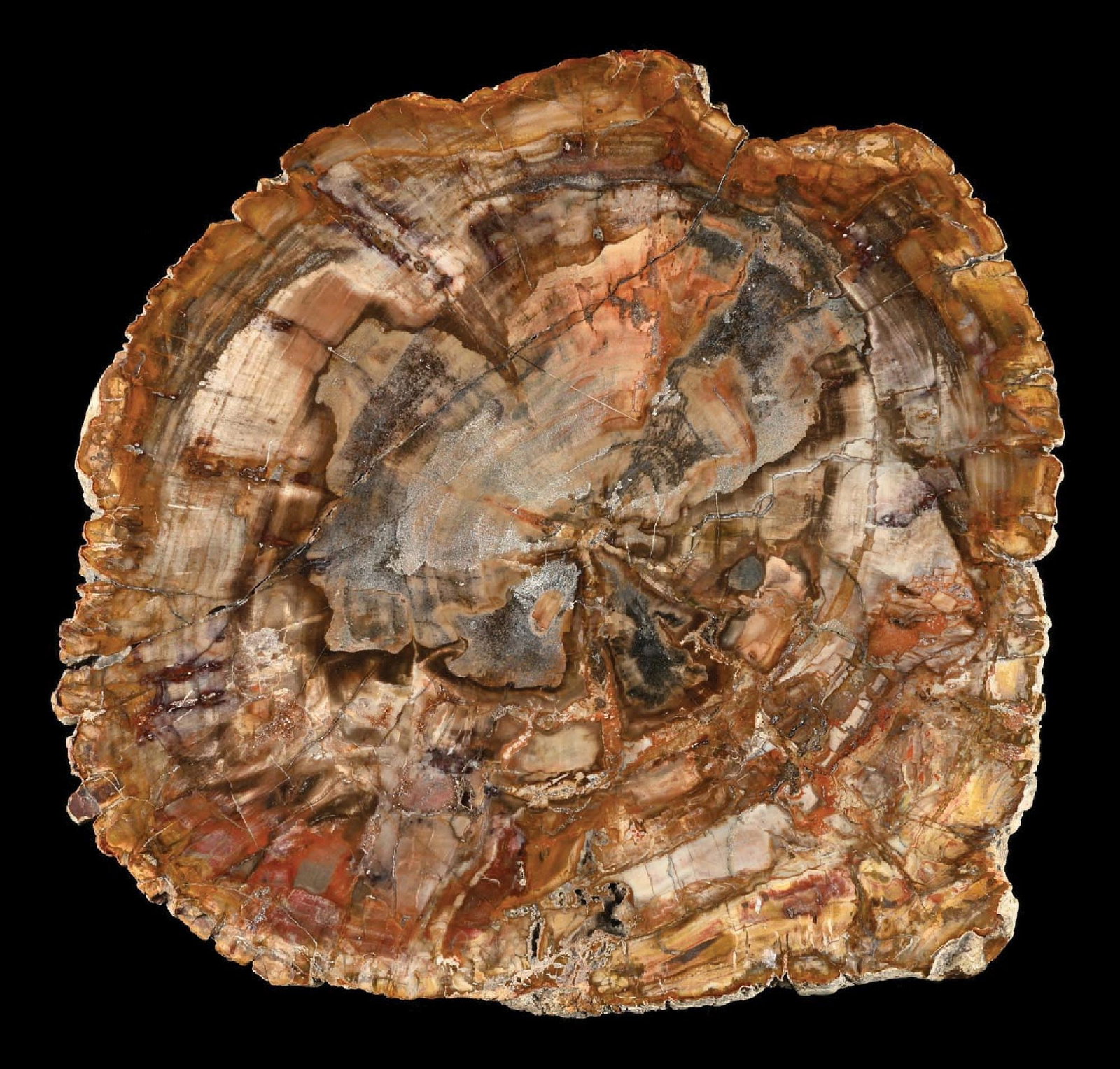 PETRIFIED WOOD SLAB: Great example of petrified wood. Condition: (Excellent). Dimensions: 15 - 1/4” x 15 - 3/4” x 1”.