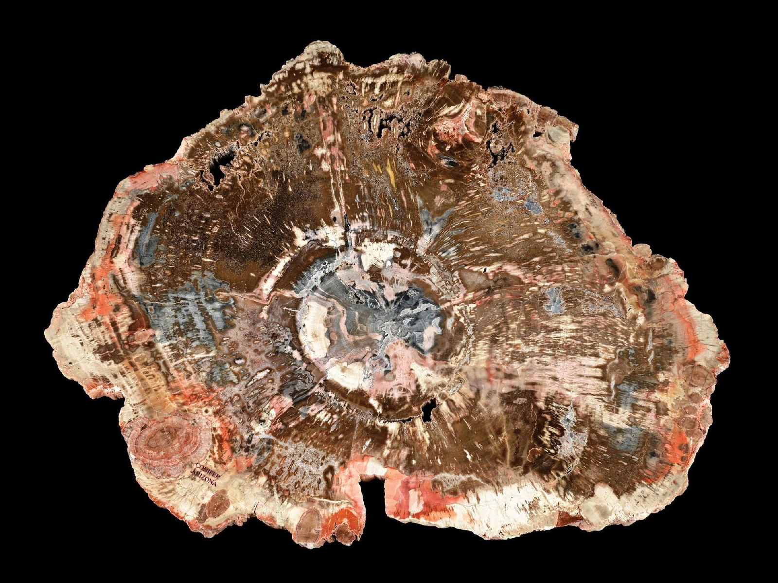 LARGE MULTI-COLOR PETRIFIED WOOD SLAB (1 of 4)