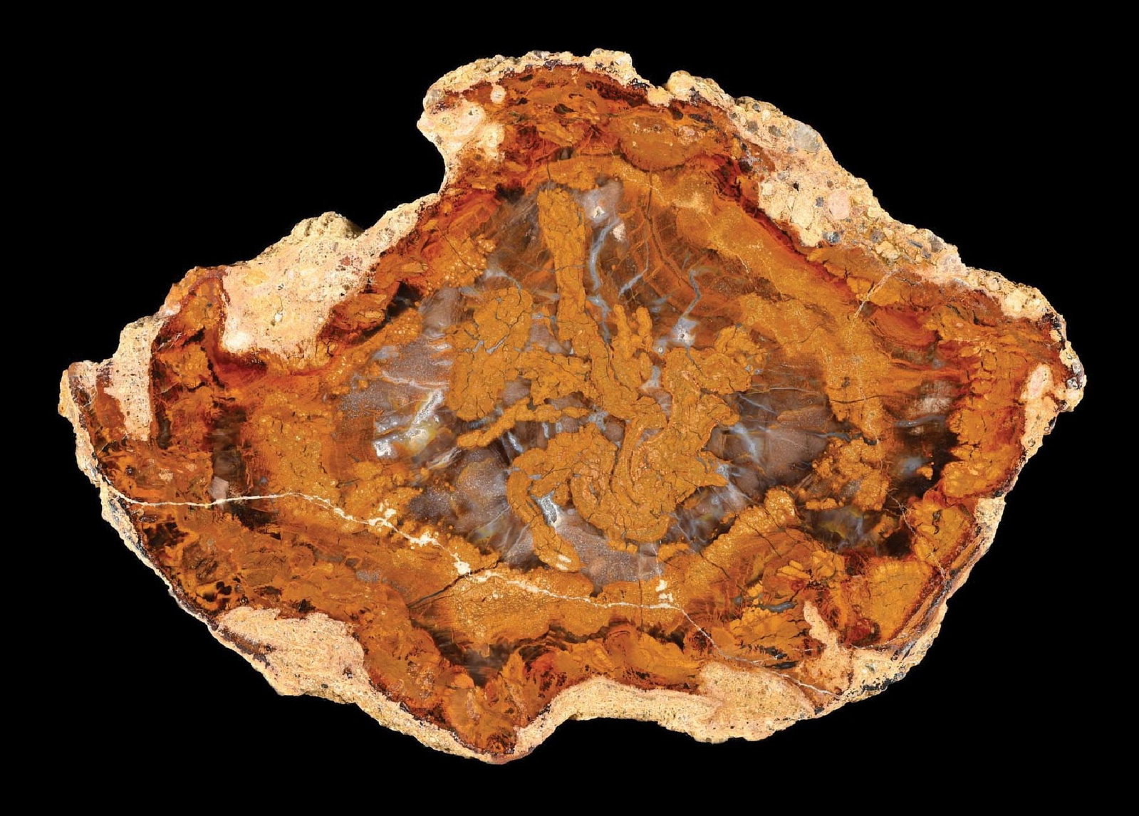 PETRIFIED WOOD SLAB: Light colors with fantastic layering. Condition: (Excellent). Dimensions: 8 - 1/2” x 6 - 1/4” x 1/2”.