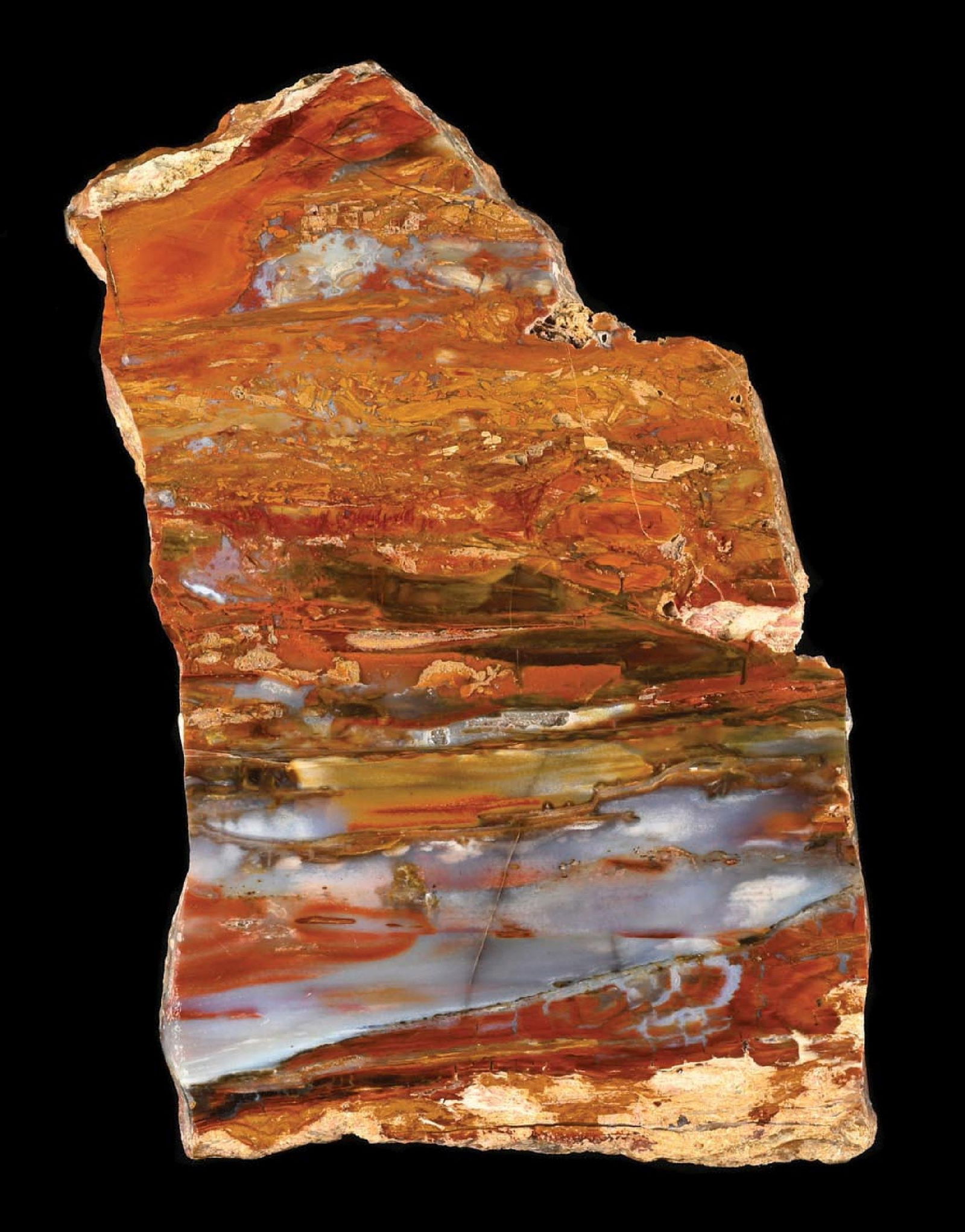 ARIZONA PETRIFIED WOOD SLAB (1 of 4)