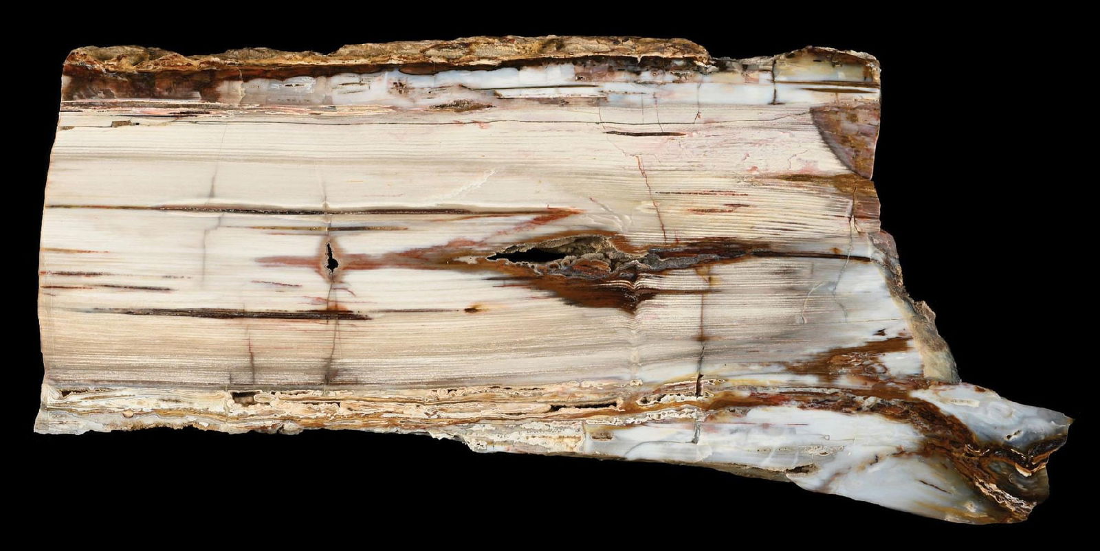 POLISHED PETRIFIED WOOD SLAB (1 of 4)