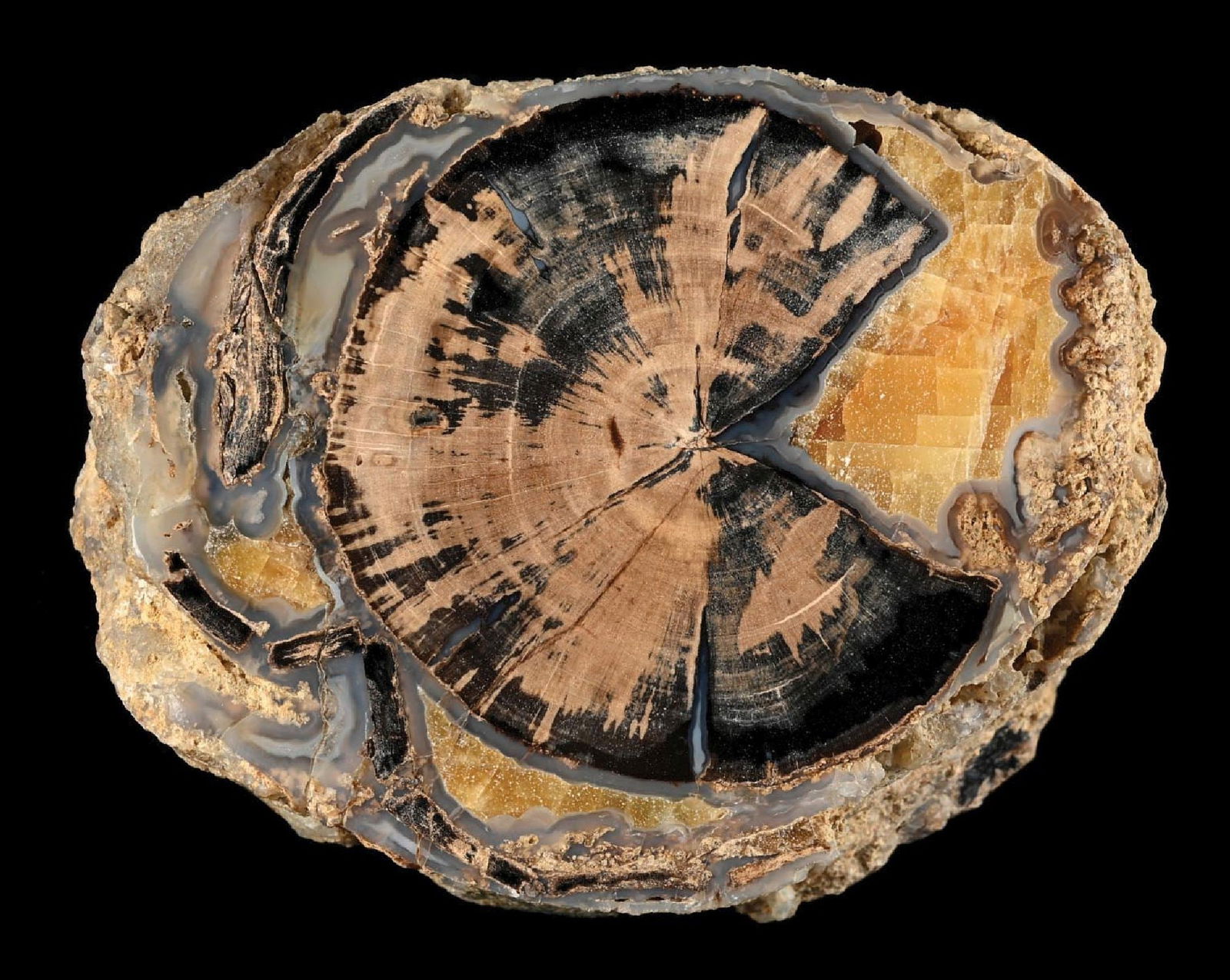 PETRIFIED WOOD (1 of 4)