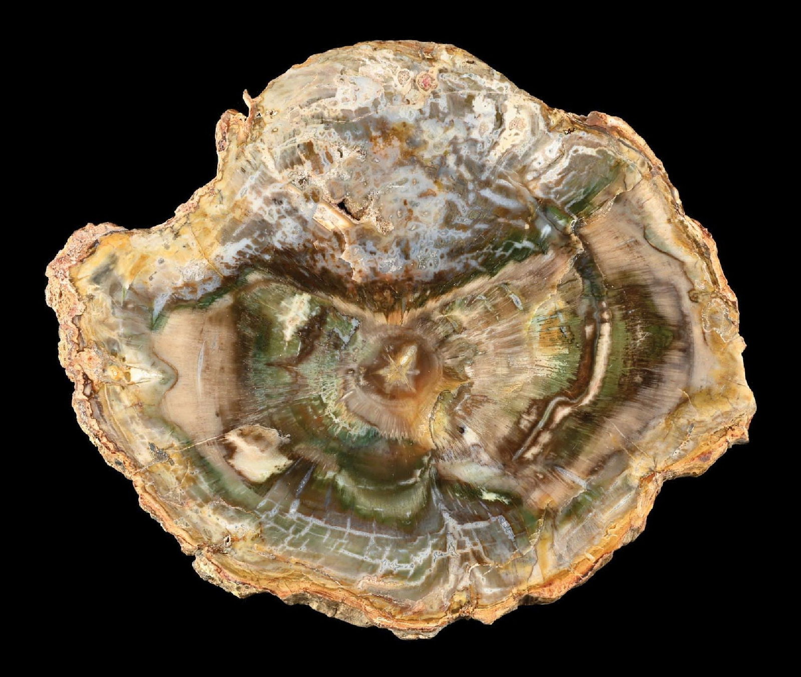 PETRIFIED WOOD SLAB: Great color and detail making this a fantastic displaying piece. Condition: (Excellent). Dimensions: 7 - 1/4” x 7” x 1/2”.