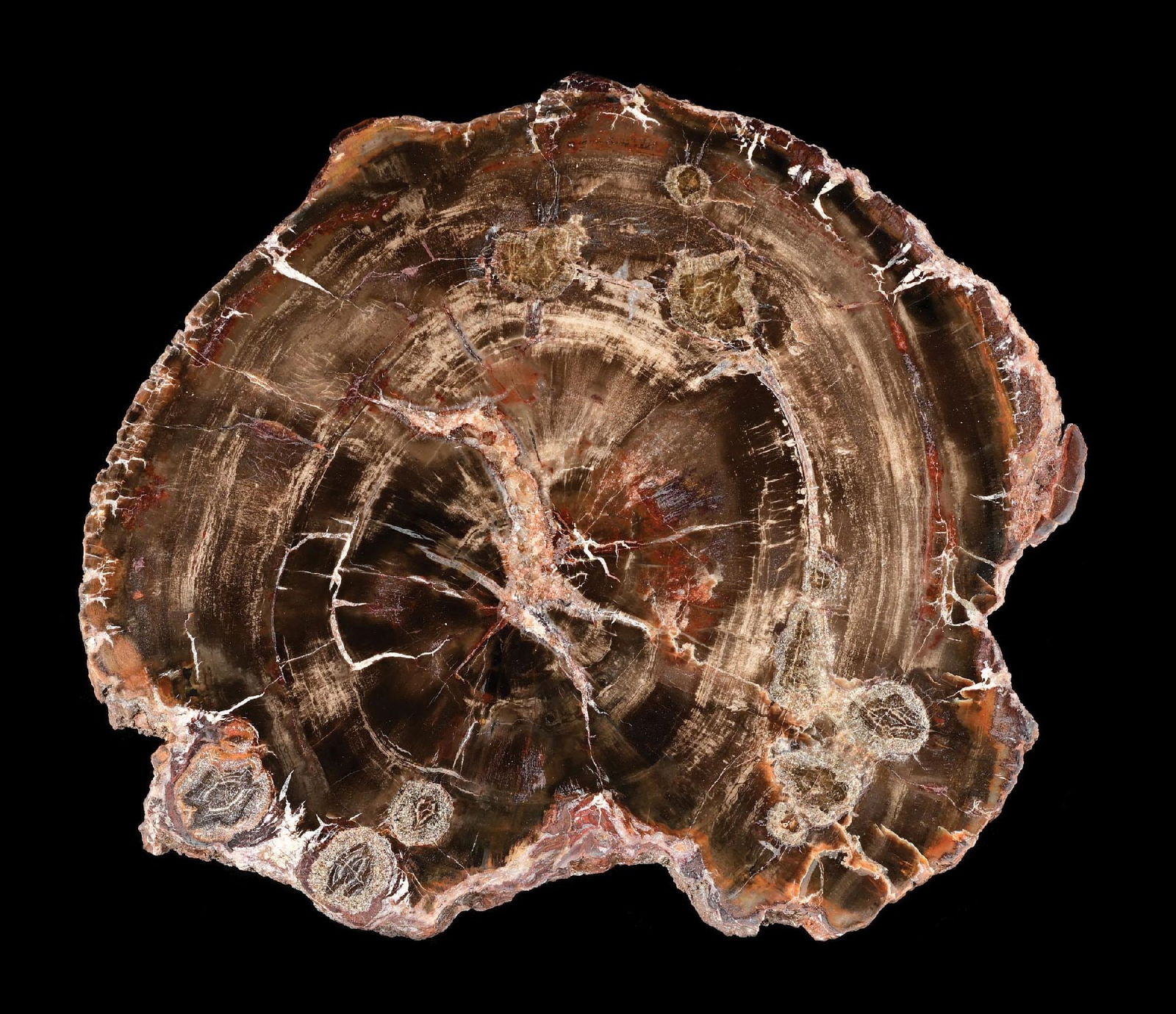 BROWN/BLACK PETRIFIED WOOD SLICE (1 of 4)