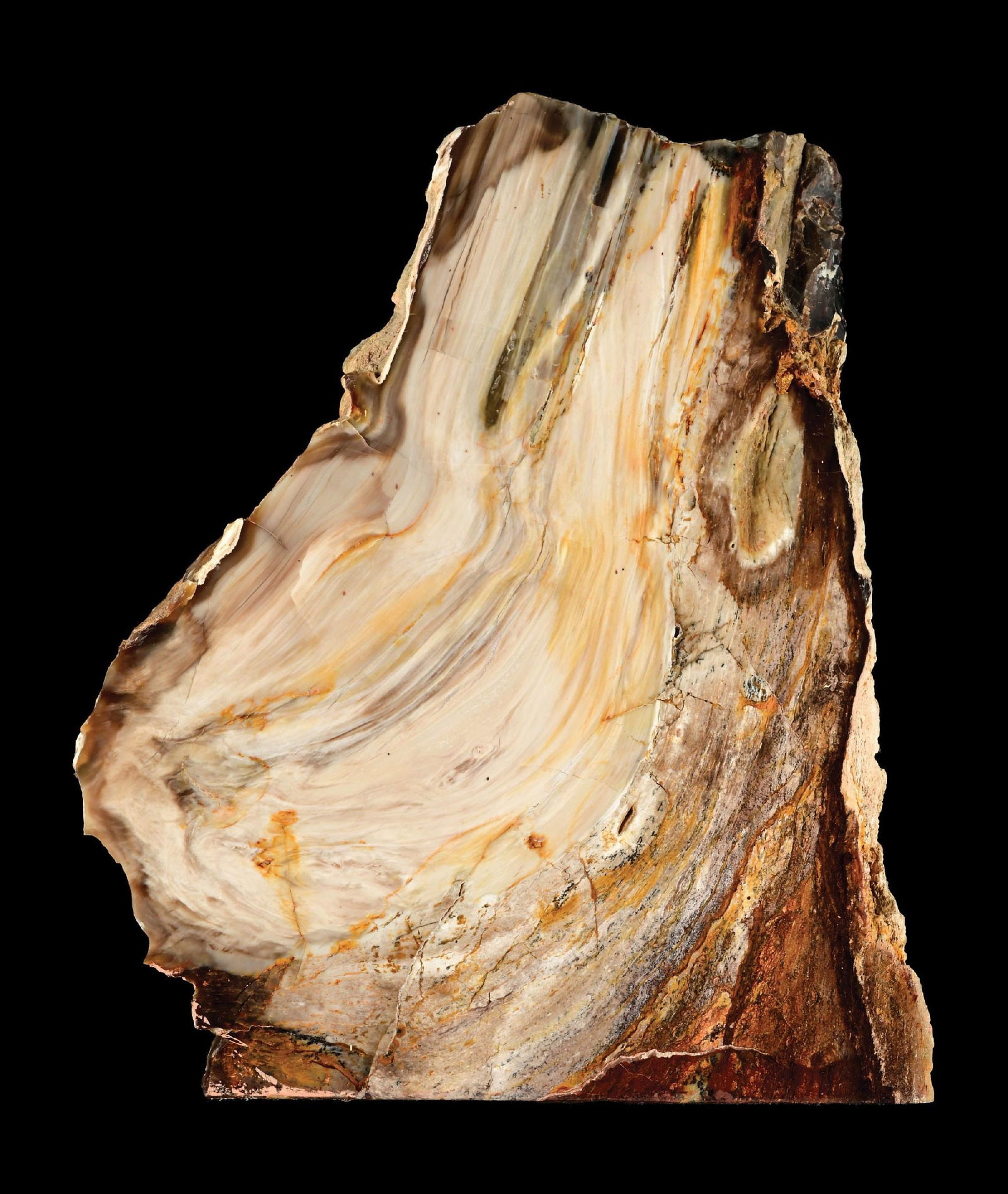 PETFRIFIED WOOD SLAB: Stand up slice with amazing colors and details. Condition: Dimensions: 11- 1/2" x 9"