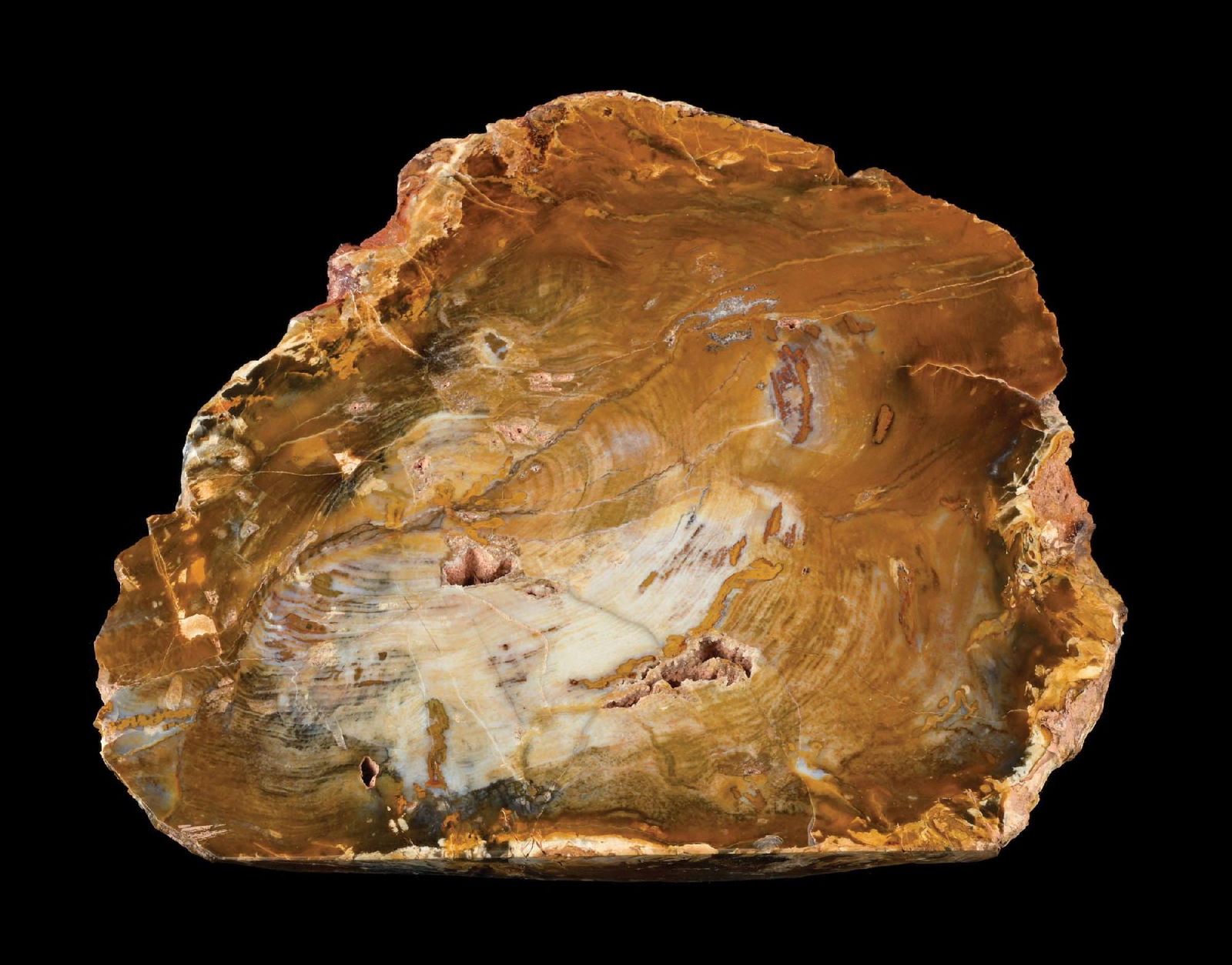 PETRIFIED WOOD SLICE (1 of 4)