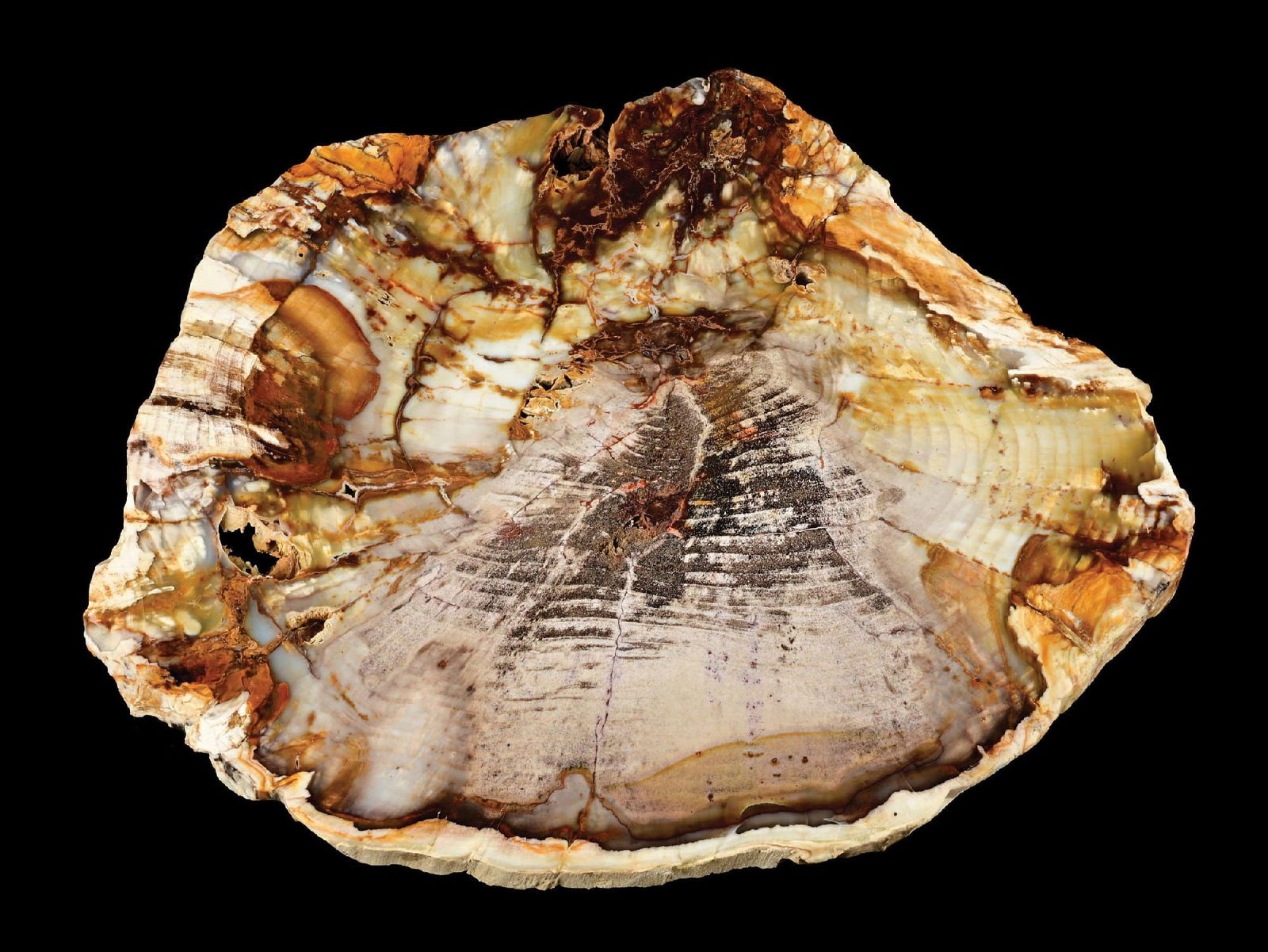 TAN/YELLOW PETRIFIED WOOD SLICE (1 of 4)