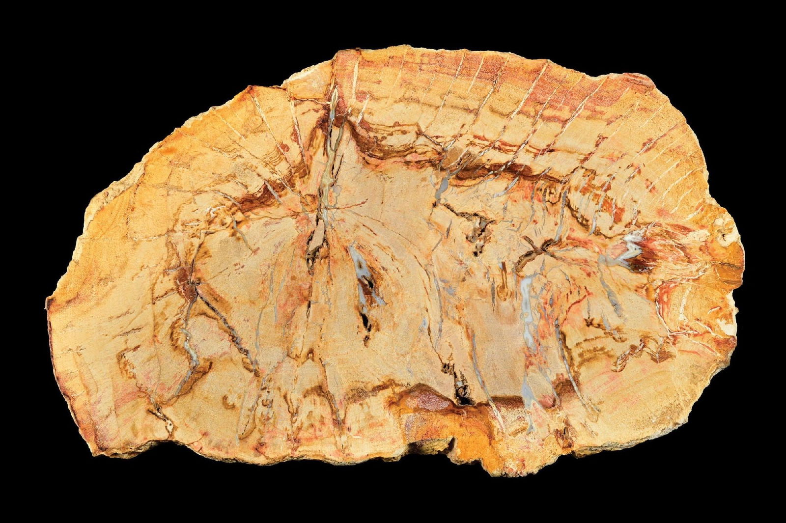 PETRIFIED WOOD SLICE (1 of 4)
