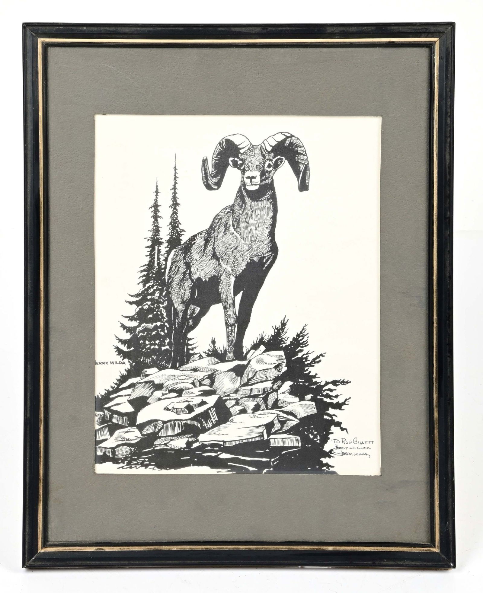 JERRY WILDA BIG HORN SHEEP DRAWING IN FRAME: JERRY WILDA BIG HORN SHEEP DRAWING IN FRAME Dimensions: 14" x 11"