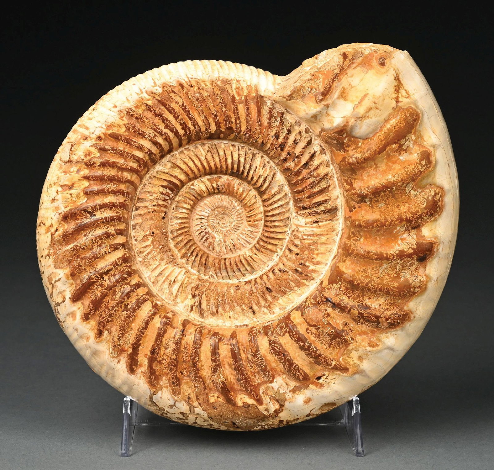 NATURAL CHRYSANTHEMUM CONCH FOSSIL (1 of 4)