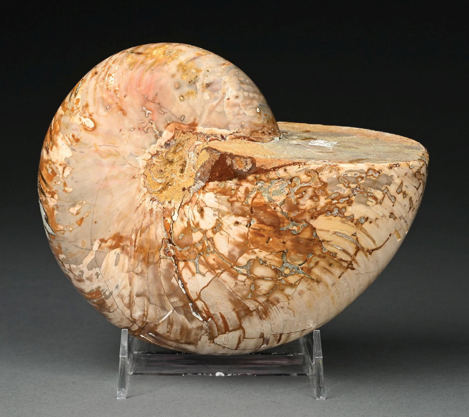 LARGE POLISHED NAUTILUS FOSSIL (1 of 6)