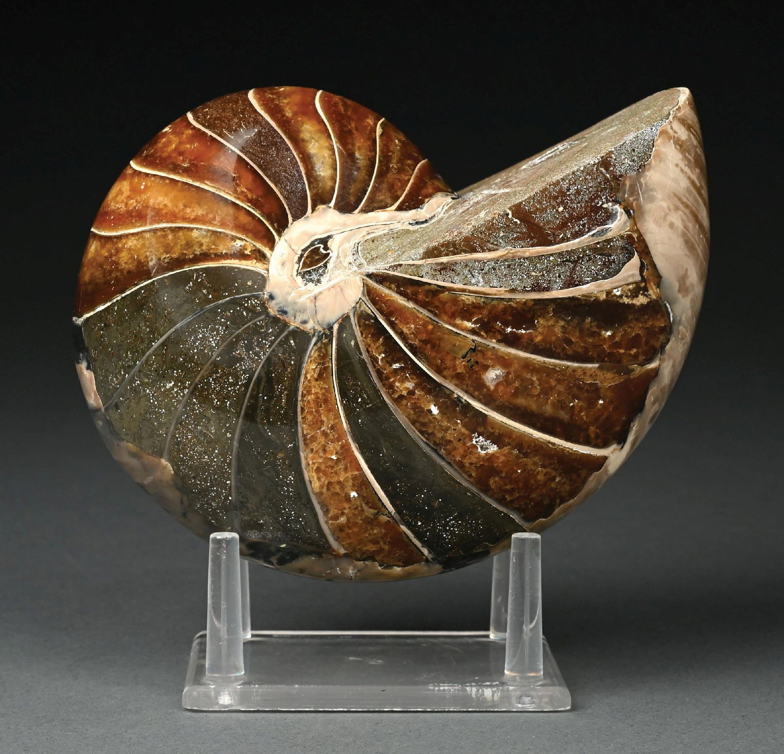 POLISHED NAUTILUS FOSSIL: A polished nautilus fossil featuring a smooth outer shell with simple chamber divisions and a pleasing, rounded spiral form. Dating to the Cretaceous period, approximately 70–110 million years o