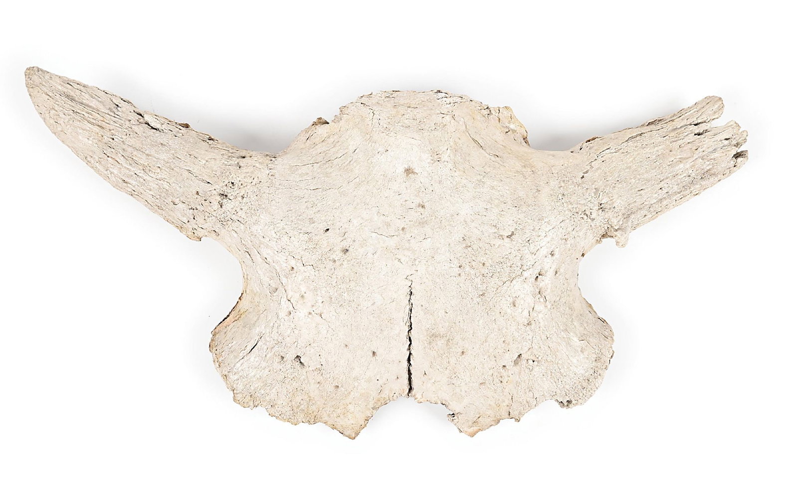 ARCHAIC BISON SKULL (1 of 2)