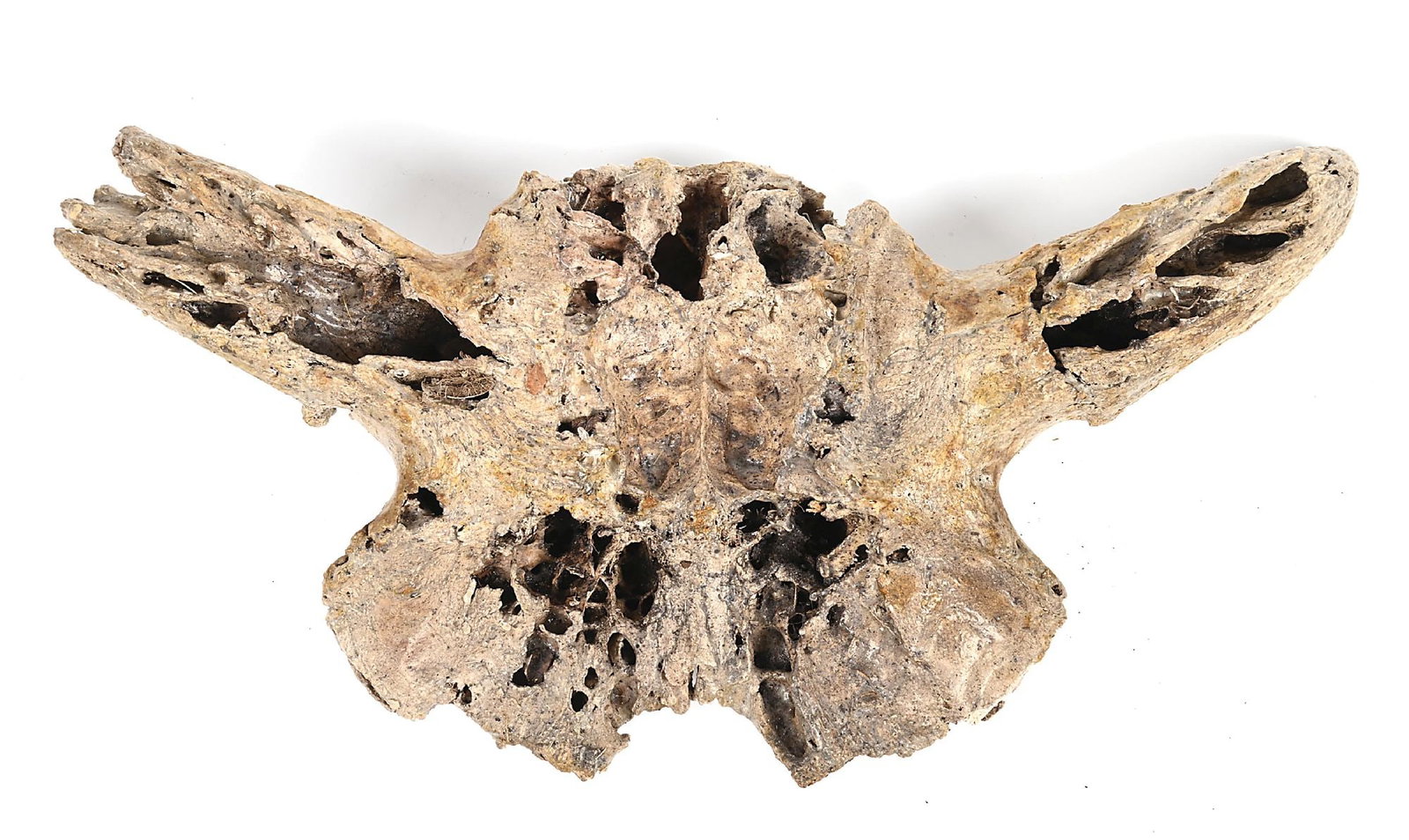 ARCHAIC BISON SKULL - 2