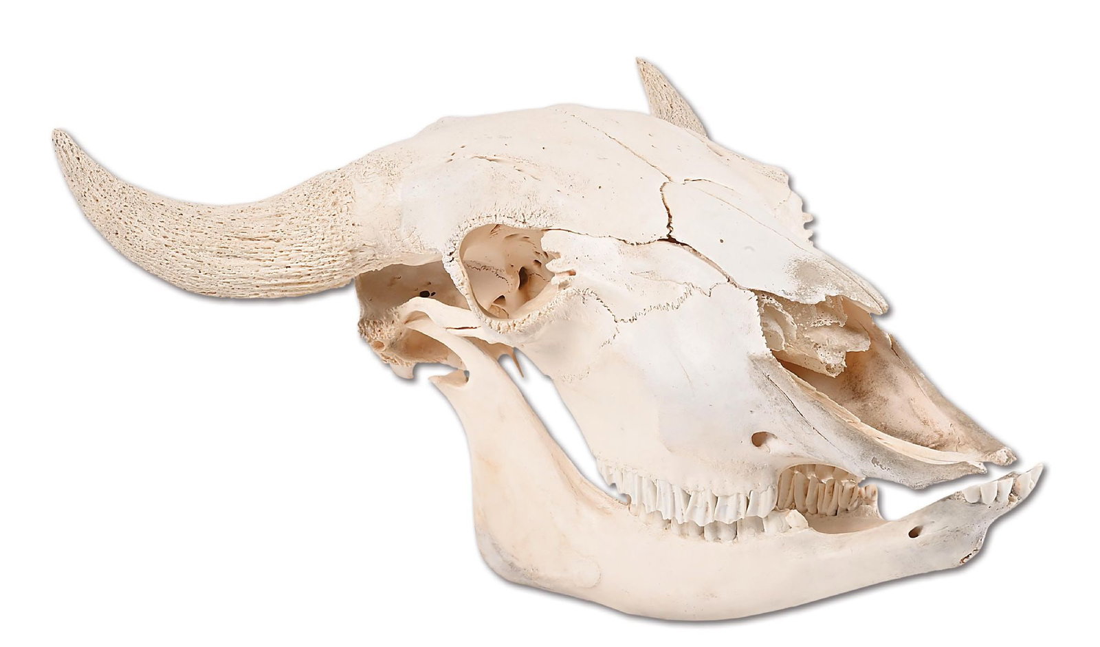 A COMPLETE BISON SKULL (1 of 5)