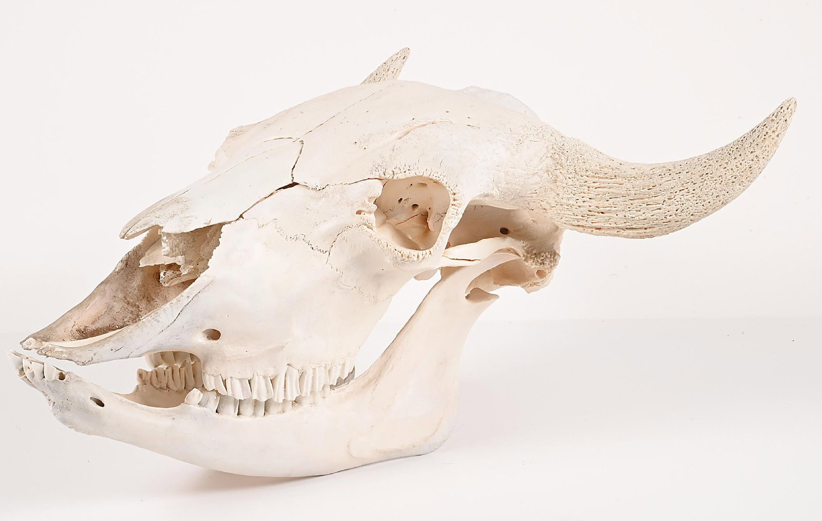 A COMPLETE BISON SKULL - 2