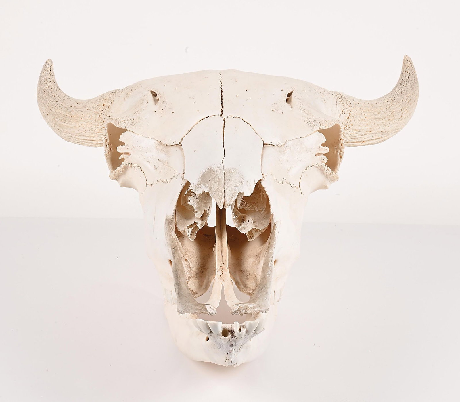 A COMPLETE BISON SKULL - 3