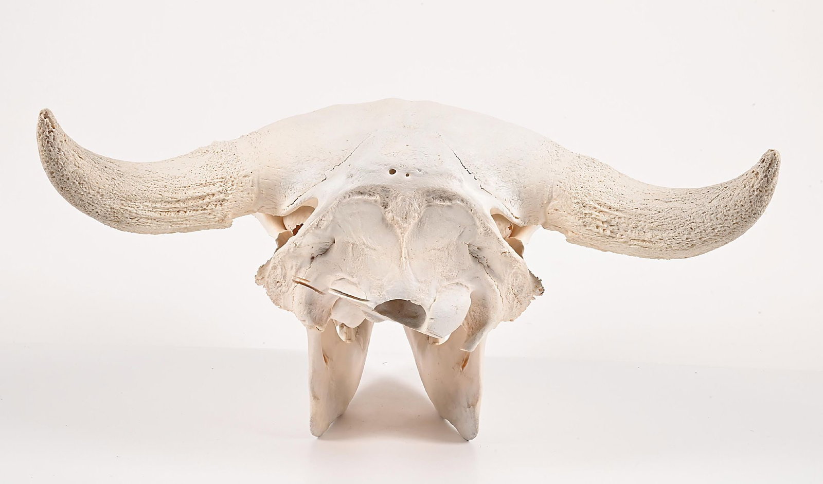 A COMPLETE BISON SKULL - 4