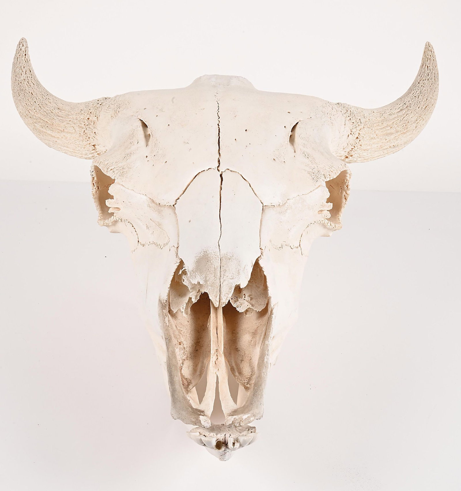 A COMPLETE BISON SKULL - 5