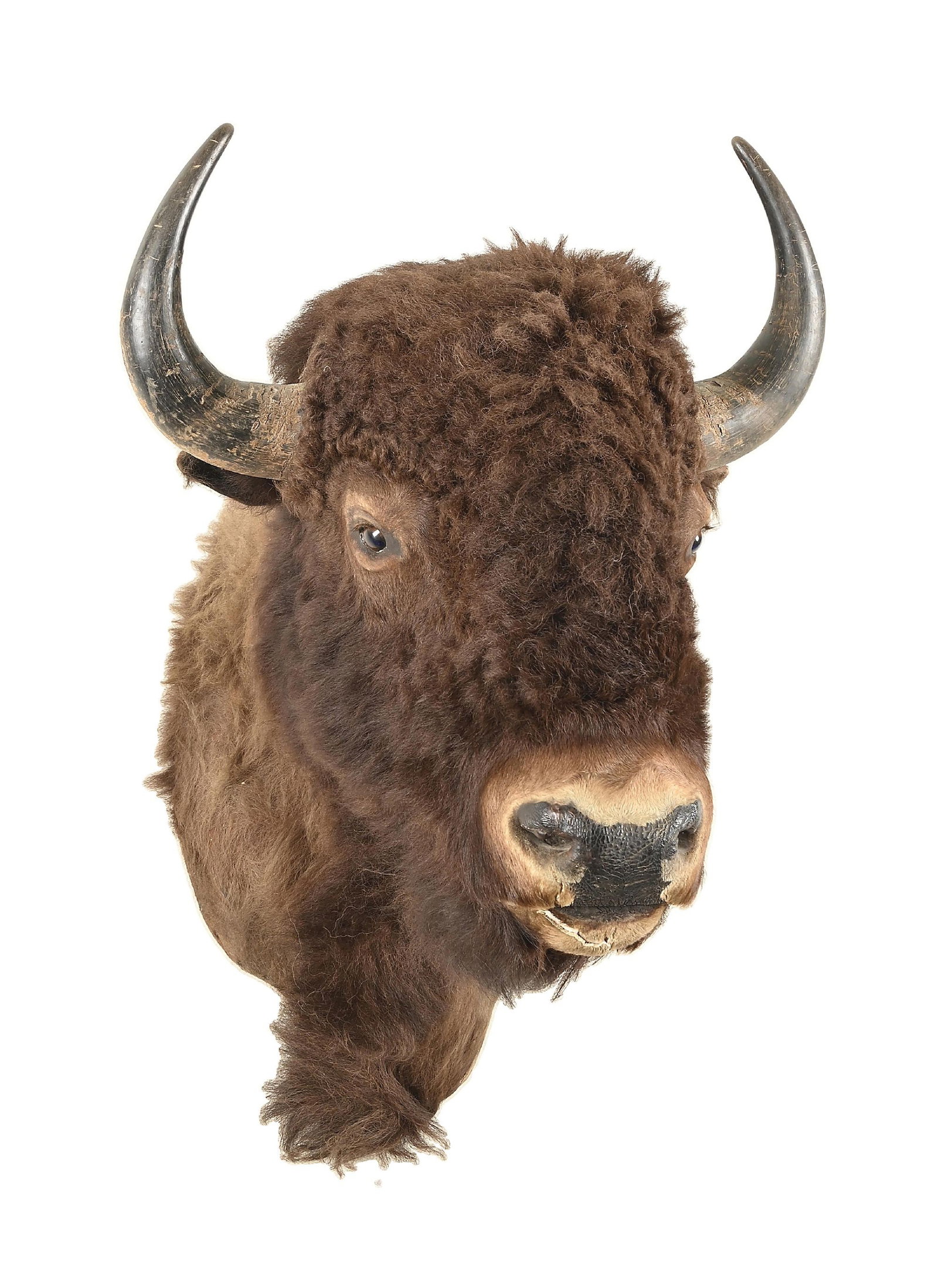 BISON TAXIDERMY HEAD WITH HORNS: Wall mount. This bison was shot by Spangenberger on a hunt that focused on using vintage firearms, and was featured in a Guns & Ammo magazine article. It was taken with a .54 cal Hawken plains rifle r