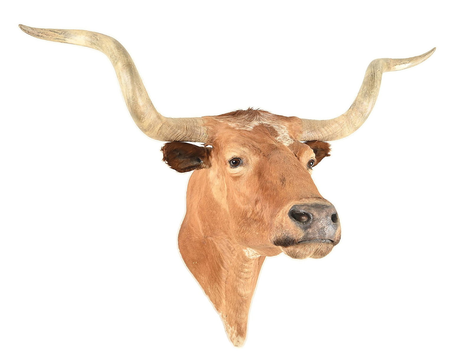 LARGE MOUNTED TAXIDERMY STEER HEAD (1 of 3)