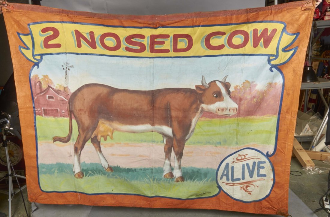 Sideshow Banner Painted by Fred G. Johnson: Painted sideshow banner for the two-nosed cow. "Alive." Banner has brackets for easy hanging. Banner has some rips, which have been stitched. Condition (Excellent). Size 92" x 72"